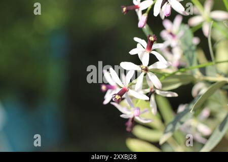 Melia Azedarach (Rosenkranzbaum oder Chinaberry) Blüten sind klein und duften mit hellen violetten oder lilafarbenen Blüten. Stockfoto