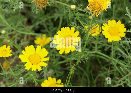 Gelbe Maisblüten (Glebionis segetum) blühen in der Natur. Nahaufnahme. Stockfoto