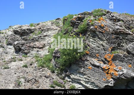 Felsensamphir wächst auf Felsen in der Nähe von Le Grand Village, Belle Ile en Mer, Bretagne, Frankreich Stockfoto