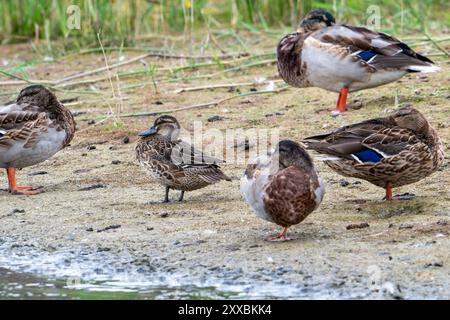 Garganey (Spatula querquedula) männlich in finsternistischem Gefieder, das im August im Sommer zwischen Stockenten/Wildenten auf dem Teichufer ruht Stockfoto