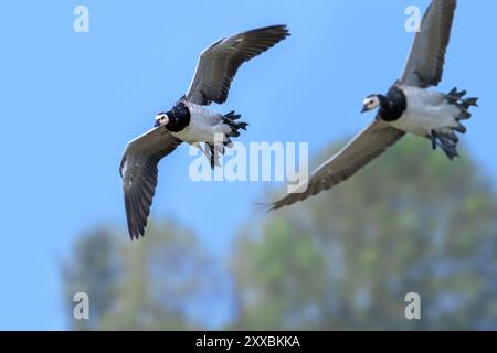 Zwei Nonnengänse (Branta leucopsis) im Flug, die im Sommer mit hängenden Füßen landen Stockfoto