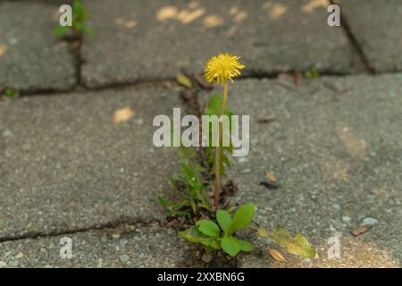 Eine gelbe Löwenzahnblume, die aus einem Riss in Betonplatten wächst, reicht nach dem Sonnenlicht Stockfoto