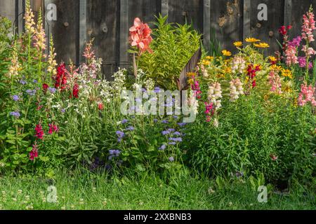 Dickicht aus mehrfarbigen Blumen vor dem Hintergrund eines warmen Holzzauns Stockfoto