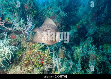 Honduras, Utila, Grauer Angelfisch (Pomacanthus arcuatus) Stockfoto