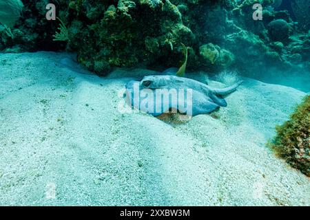 Honduras, Utila, Karibischer Stachelrochen (Styracura schmardae) Stockfoto