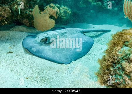 Honduras, Utila, Karibischer Stachelrochen (Styracura schmardae) Stockfoto