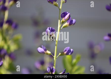 Nahaufnahme einer Carpenter Bee, die im Frühjahr Pollen aus einer Purple False Blue Indigo-Blume sammelt, mit verschwommenem Hintergrund Stockfoto