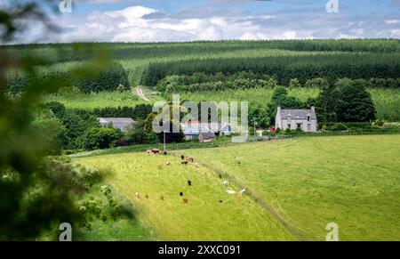 Aberdeen: Schottisches Grün mit Bauernhof.- Inmitten einer sanften Hügellandschaft und saftiger Felder nordwestlich von Aberdeen hat dieser Bauernhof Stockfoto