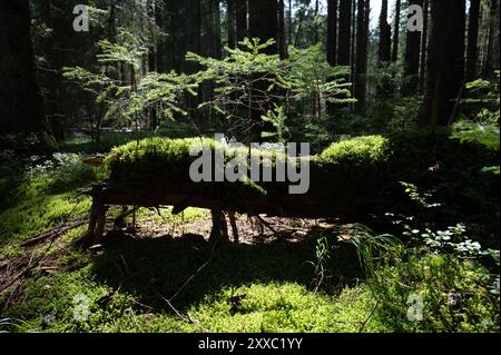 Nationalpark Bayerischer Wald, mehrere junge Fichten (Picea Abies), die auf einem toten Baumstamm wachsen Stockfoto