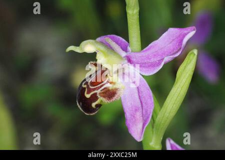 BienenOrchidee, Orphy Apifera, Nahaufnahme, Vorderansicht, weit verbreitet in Großbritannien, juni bis juli, Somerset. Stockfoto