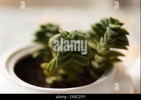 Eine Crassula perforata, auch bekannt als String of Buttons, gepflanzt in einer weißen Teekanne. Perfekt, um jedem Raum einen grünen und originellen Touch zu verleihen. Stockfoto