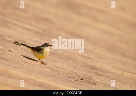 Graubachtel Motacilla cinerea canariensis. Cabecita-Staudamm. Vallehermoso. . La Gomera. Kanarische Inseln. Spanien. Stockfoto