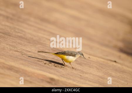 Graubachtel Motacilla cinerea canariensis. Cabecita-Staudamm. Vallehermoso. . La Gomera. Kanarische Inseln. Spanien. Stockfoto