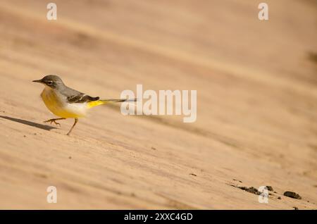 Graubachtel Motacilla cinerea canariensis. Cabecita-Staudamm. Vallehermoso. . La Gomera. Kanarische Inseln. Spanien. Stockfoto