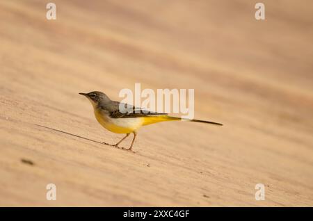 Graubachtel Motacilla cinerea canariensis. Cabecita-Staudamm. Vallehermoso. . La Gomera. Kanarische Inseln. Spanien. Stockfoto