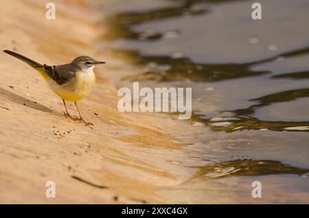 Graubachtel Motacilla cinerea canariensis. Cabecita-Staudamm. Vallehermoso. . La Gomera. Kanarische Inseln. Spanien. Stockfoto