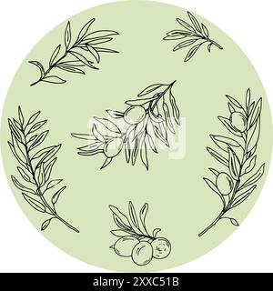 Olivenzweige in einem grünen Kreis, botanische Zusammensetzung. Handgezeichnete Vektorgrafik, Strichgrafik. Kann für Karten, Poster, Logos verwendet werden Stock Vektor