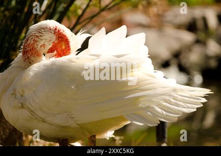 Häuslicher Muscovy drake Cairina moschata domestica preening. Vallehermoso. La Gomera. Kanarische Inseln. Spanien. Stockfoto