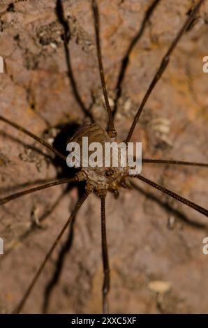 Harvestman Bunochelis spinifera. Garajonay-Nationalpark. La Gomera. Kanarische Inseln. Spanien. Stockfoto