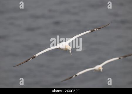 Nördliche Tölpel fliegen über den Ozean im Cape St. Mary’s Ecological Reserve, Neufundland & Labrador, Kanada Stockfoto