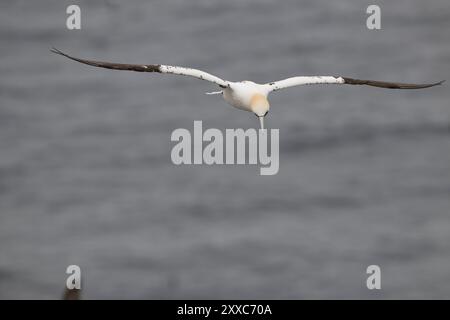 Junges Nördliches Tölpel im Flug über den Ozean im Cape St. Mary’s Ecological Reserve, Neufundland & Labrador, Kanada Stockfoto