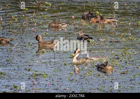 Nahaufnahme eines weiblichen Riesenschwalbengras und ihrer Tussi am See in Somerset Stockfoto