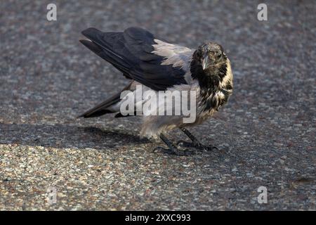 Eine Nahaufnahme einer Krähe mit einem einzigartigen Farbmuster mit dunklen Federn an Kopf und Flügeln und helleren Federn am Körper. Der Vogel steht auf Stockfoto