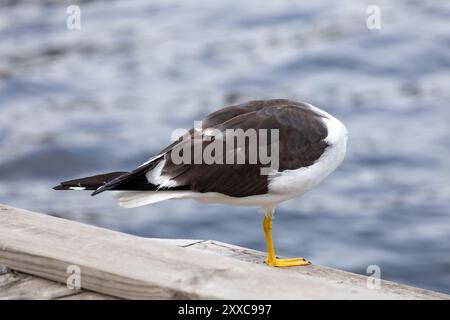 Ein einsamer Vogel, der auf einem hölzernen Dock steht und vom Betrachter weg zeigt. Der Hintergrund weist eine unscharfe blaue Wasseroberfläche auf. Stockfoto