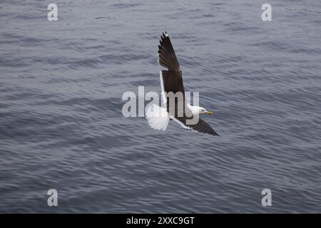 Eine Möwe, die anmutig über ruhiges Wasser schwingt und ihre Flügel weit ausgebreitet zeigt. Die weißen und grauen Federn des Vogels stehen im Kontrast zur blau-grauen Oberfläche Stockfoto