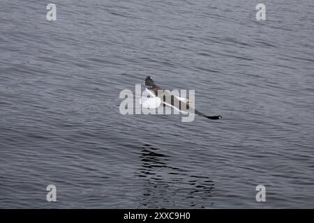 Eine Möwe, die anmutig über ruhiges Wasser fliegt, mit weit ausgebreiteten Flügeln. Die Reflexion des Vogels ist auf der Wasseroberfläche zu sehen, wodurch eine se entsteht Stockfoto