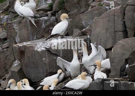 Morus bassanus-Zuchtkolonie im Cape St. Mary’s Ecological Reserve, Neufundland & Labrador, Kanada Stockfoto