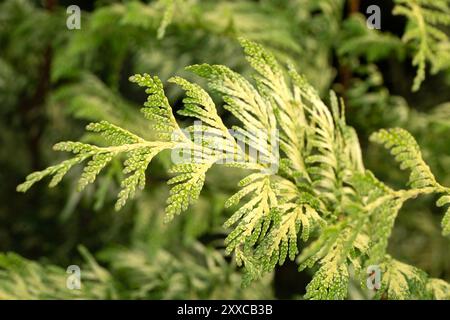 Großaufnahme des Laubs der westlichen Roten Zeder (Thuja plicata „Zebrina“) Stockfoto