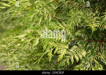 Großaufnahme des Laubs der westlichen Roten Zeder (Thuja plicata „Zebrina“) Stockfoto