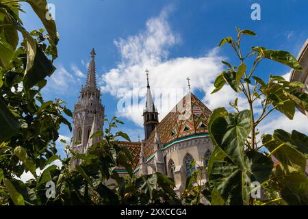 Matthiaskirche (Matyas-templom) durch Baumblätter, Burgviertel Buda, Budapest, Ungarn Stockfoto