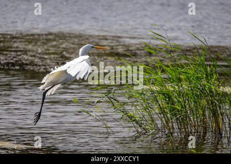 Nahaufnahme eines großen Weißen Egrets, der am Rande des Schilfes in den Somerset Levels landet Stockfoto
