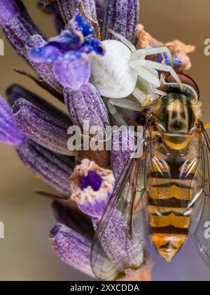Flower Crab Spider (misumena vatia) isst eine schwebfliege auf einer Lavendarblume Stockfoto