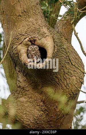 Kleine Eule, die auf einem Baum sitzt. Stockfoto