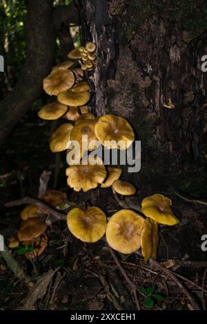 Wilde Armillaria puiggarii-Pilze (auch Honig-Pilze) in Sao Francisco de Paula, Süden Brasiliens Stockfoto