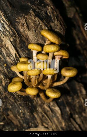 Wilde Armillaria puiggarii-Pilze (auch Honig-Pilze) in Sao Francisco de Paula, Süden Brasiliens Stockfoto