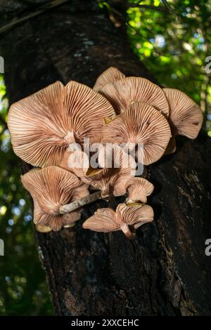 Unterseite der Armillaria puiggarii Pilze (auch Honigpilz genannt) in Sao Francisco de Paula, Süden Brasiliens Stockfoto