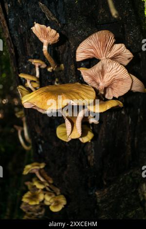 Wilde Armillaria puiggarii-Pilze (auch Honig-Pilze) in Sao Francisco de Paula, Süden Brasiliens Stockfoto