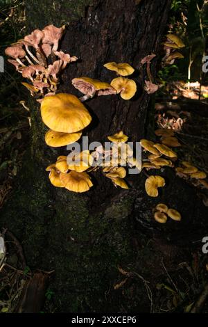 Wilde Armillaria puiggarii-Pilze (auch Honig-Pilze) in Sao Francisco de Paula, Süden Brasiliens Stockfoto