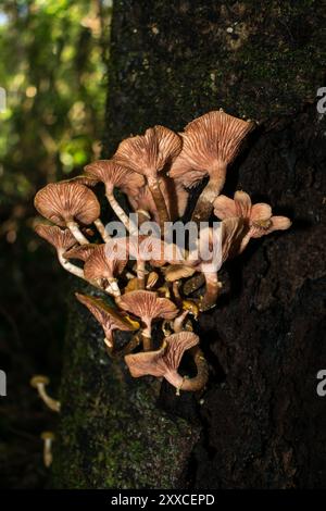 Unterseite der Armillaria puiggarii Pilze (auch Honigpilz genannt) in Sao Francisco de Paula, Süden Brasiliens Stockfoto