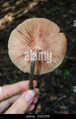 Unterseite der Armillaria puiggarii Pilze (auch Honigpilz genannt) in Sao Francisco de Paula, Süden Brasiliens Stockfoto