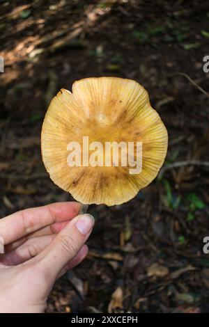 Wilde Armillaria puiggarii-Pilze (auch Honig-Pilze) in Sao Francisco de Paula, Süden Brasiliens Stockfoto