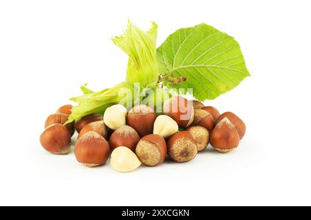 Haselnüsse mit grünem Zweig isoliert auf weißem Hintergrund Stockfoto