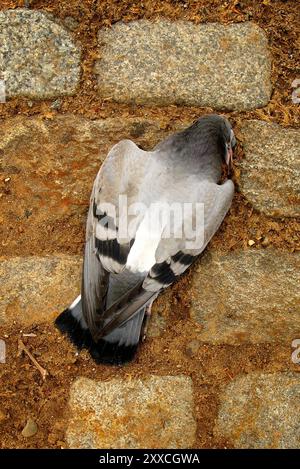 Auf eine tote Taube herabschauend. Stockfoto