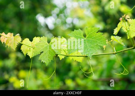 Frische Traubenblätter Zweige mit Regentropfen im Weinberg, bereit für Salzlake Stockfoto