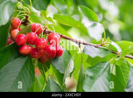 Frischer reifer roter Kirschzweig, Baum der Sommerfrüchte (Prunus avium) Stockfoto