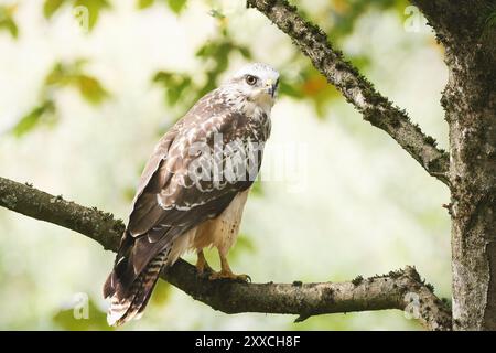 Junger Bussard auf einem Ast vor einem verschwommenen hellen Hintergrund schaut in köln melaten kritisch über die Schulter Stockfoto